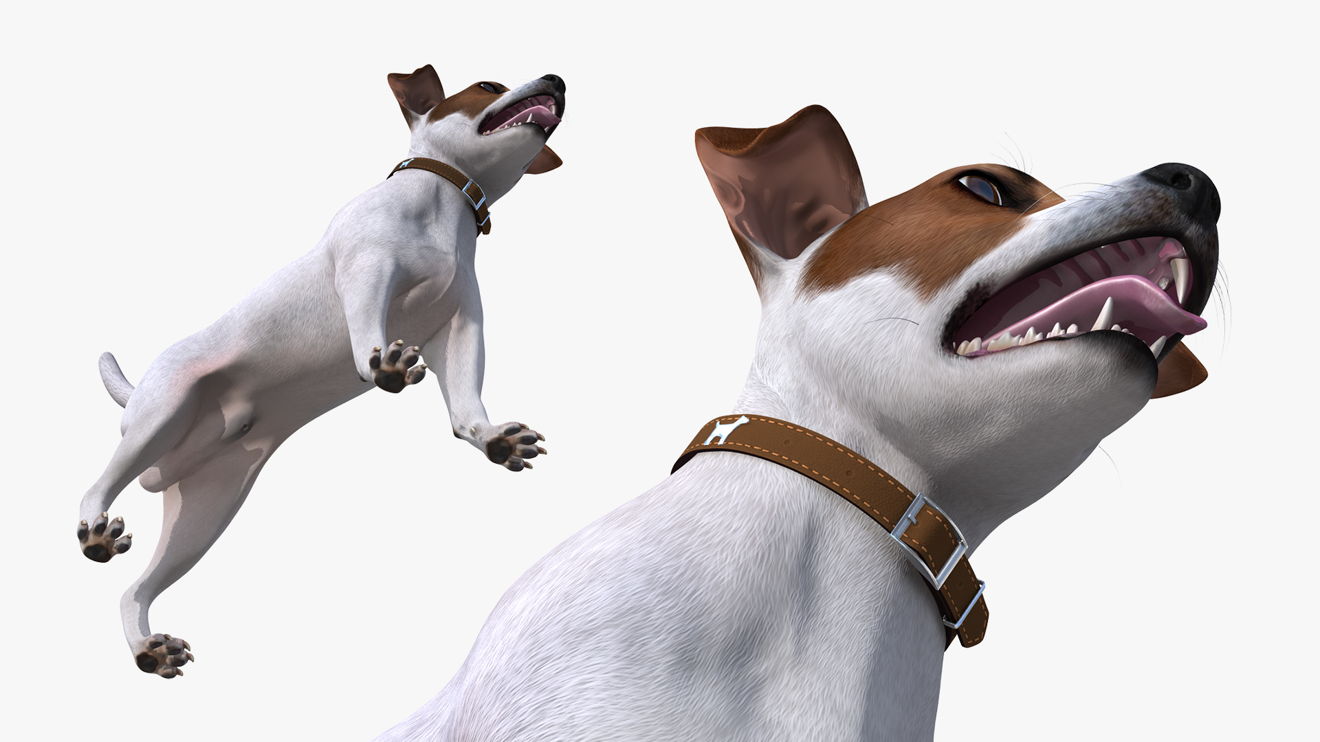 3D Jack Russell Terrier White Attention Pose