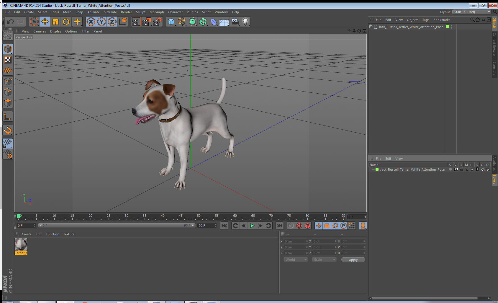 3D Jack Russell Terrier White Attention Pose