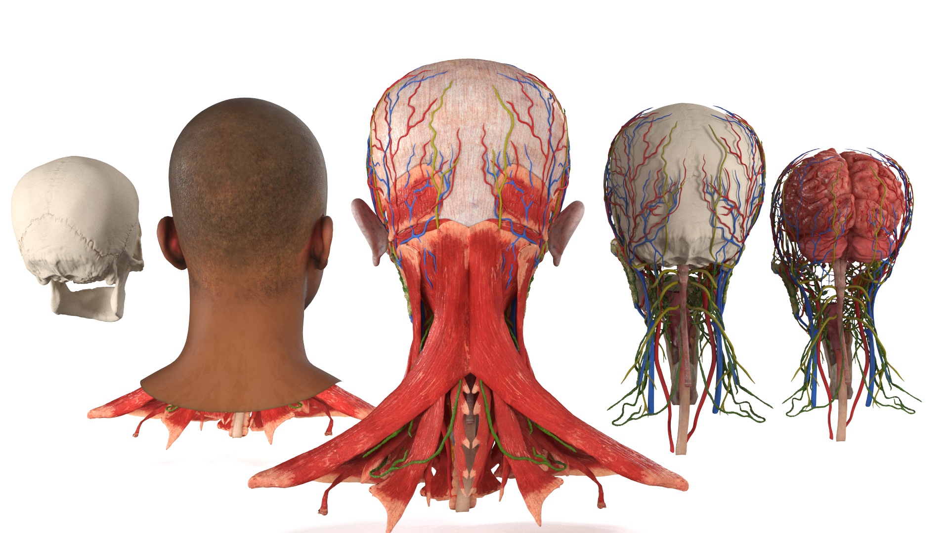 3D Man Head Anatomy