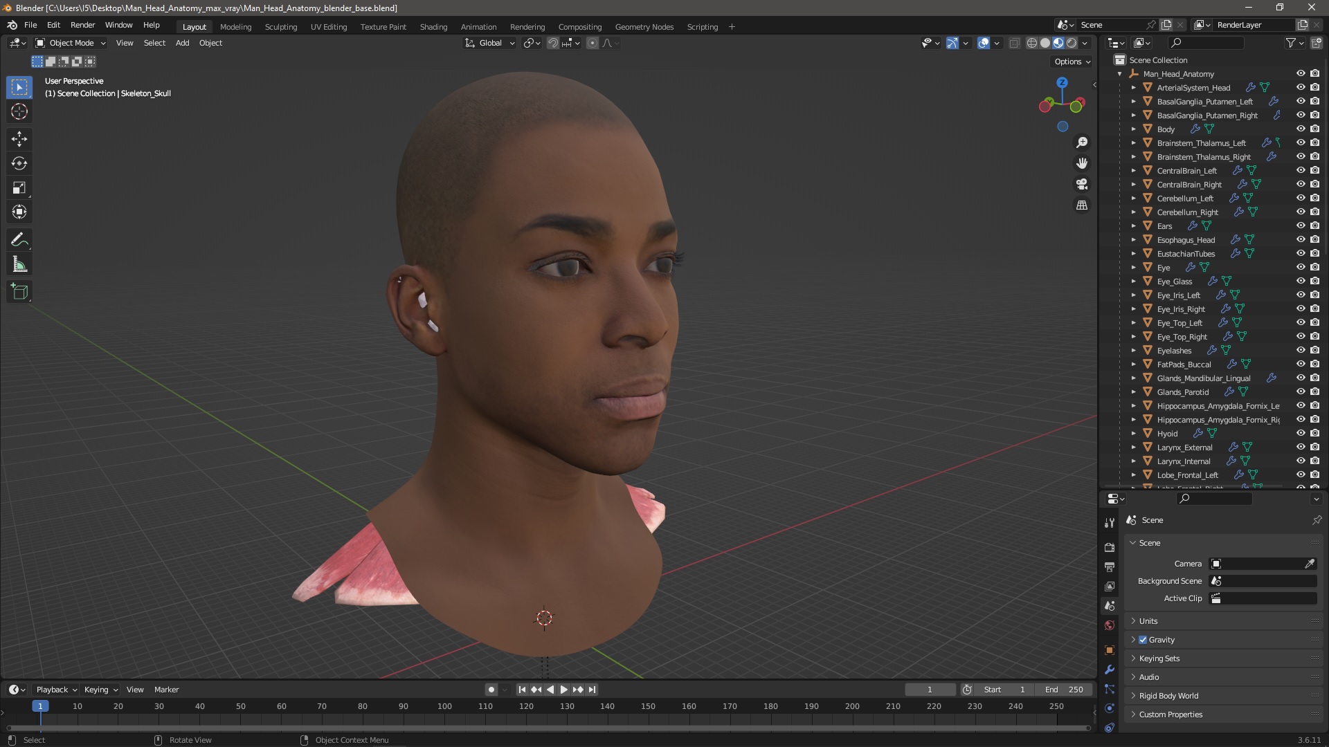 3D Man Head Anatomy