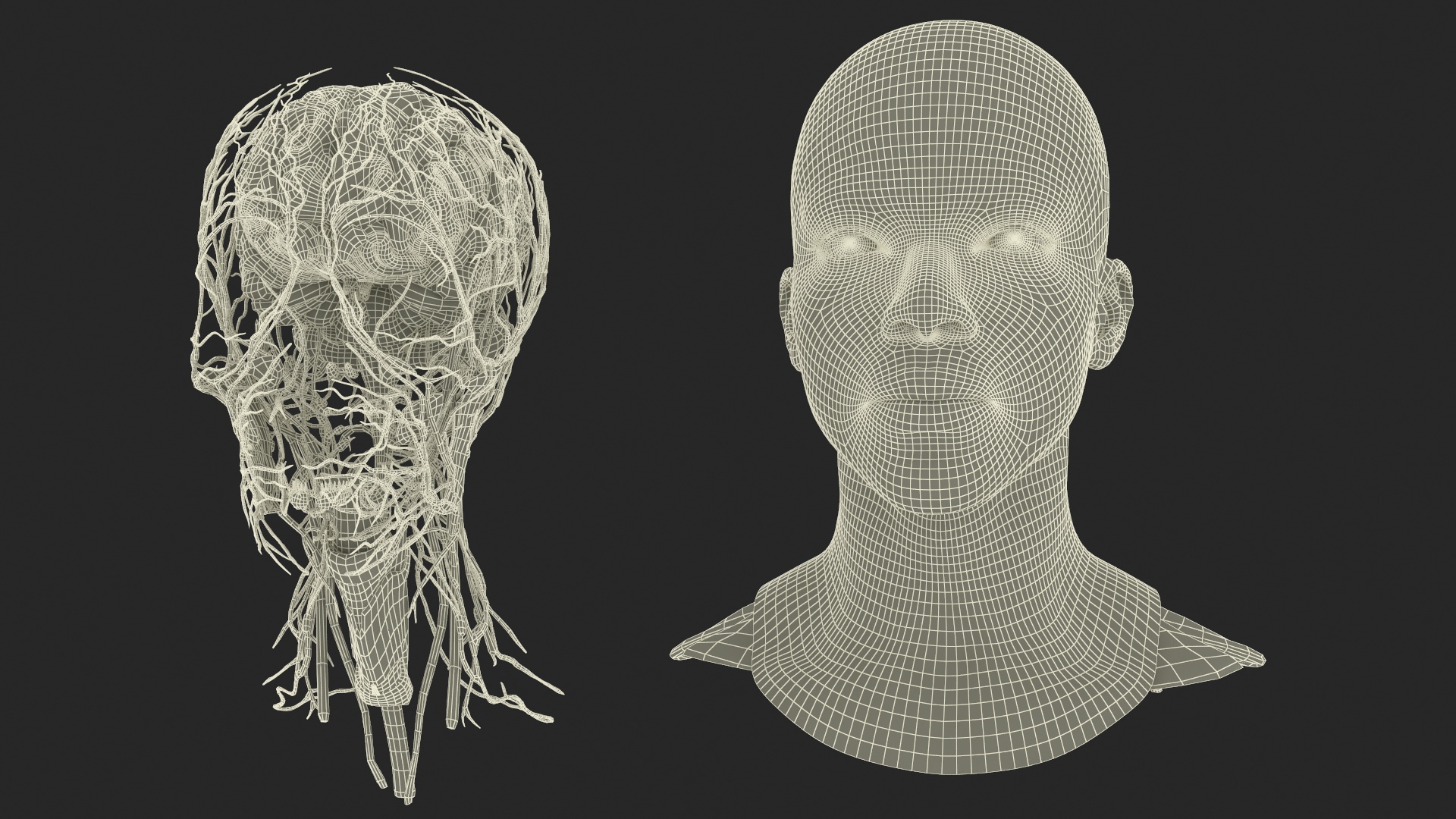 3D Man Head Anatomy