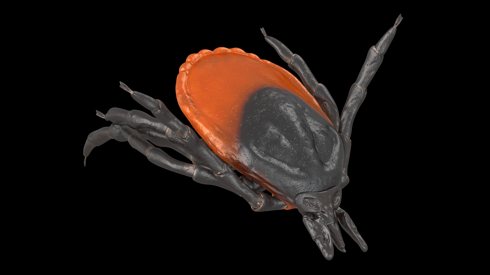 Tick Bite Pose 3D model