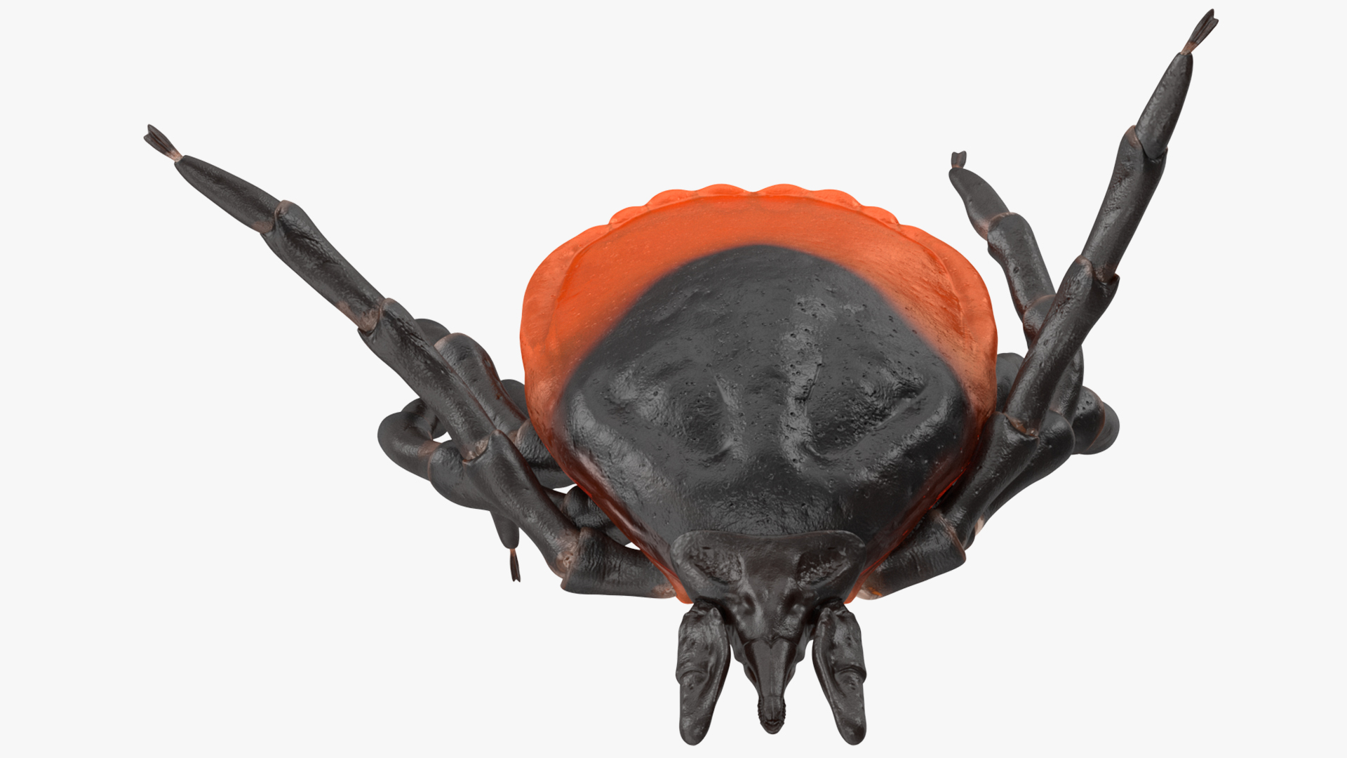 Tick Bite Pose 3D model