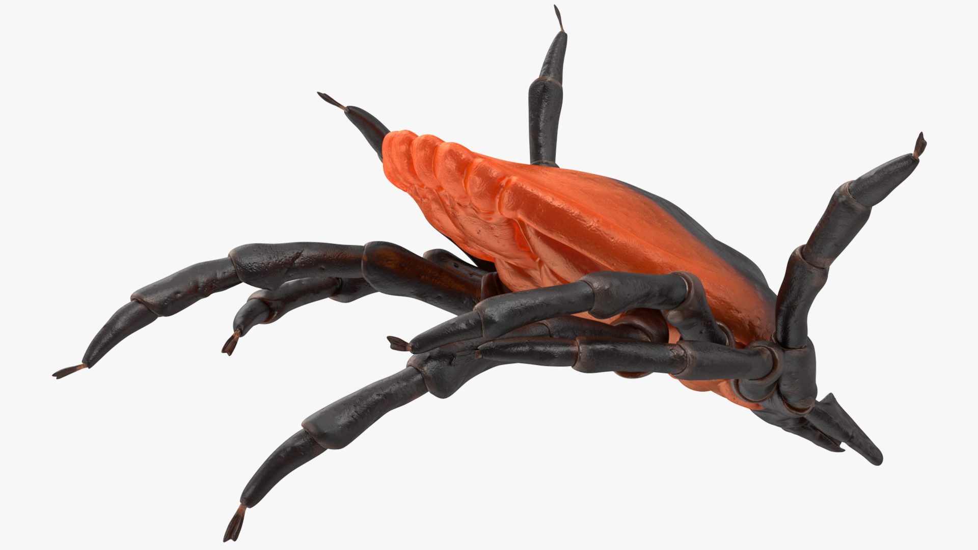 Tick Bite Pose 3D model