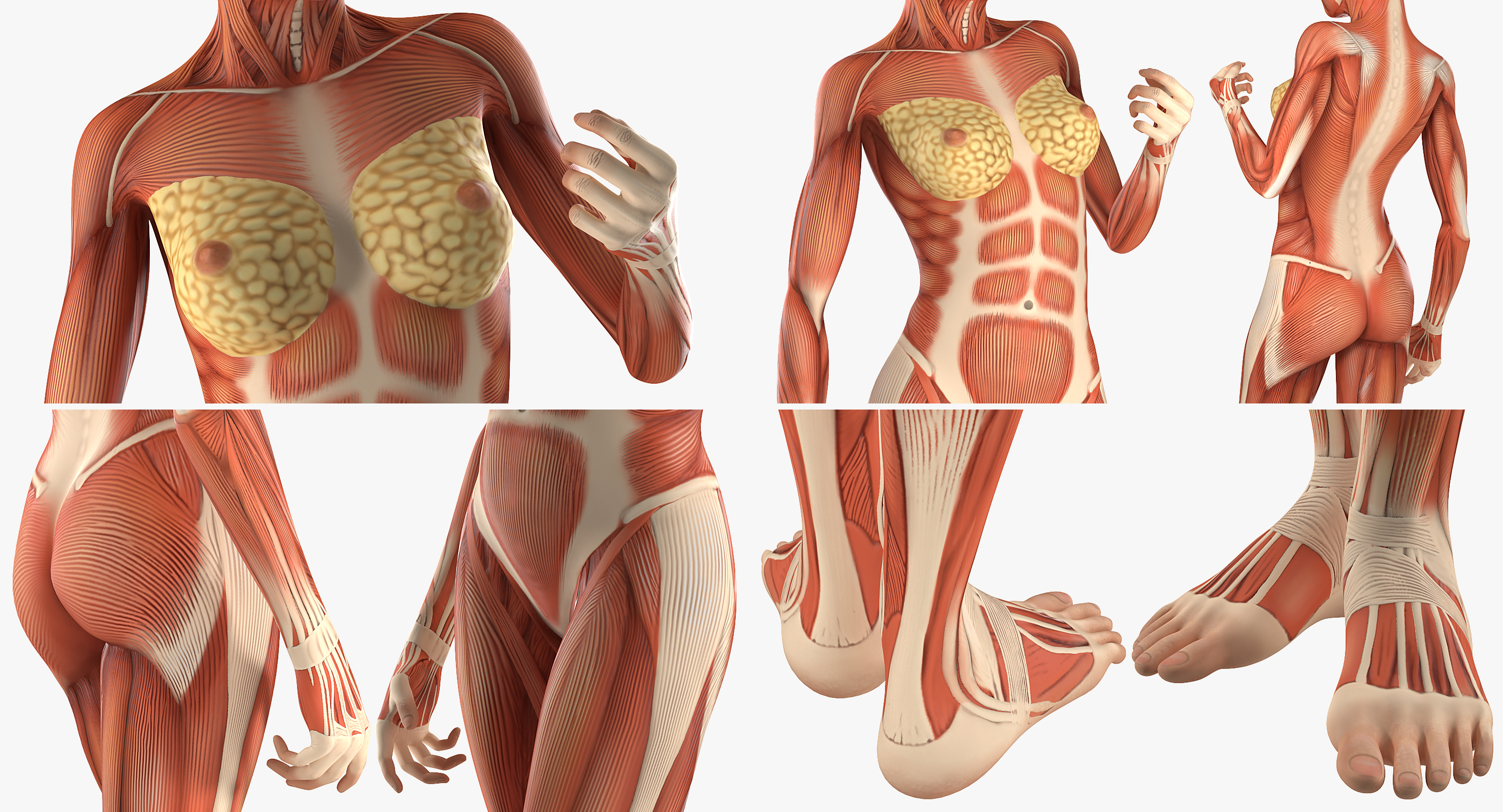 3D Female Human Muscles Anatomy model