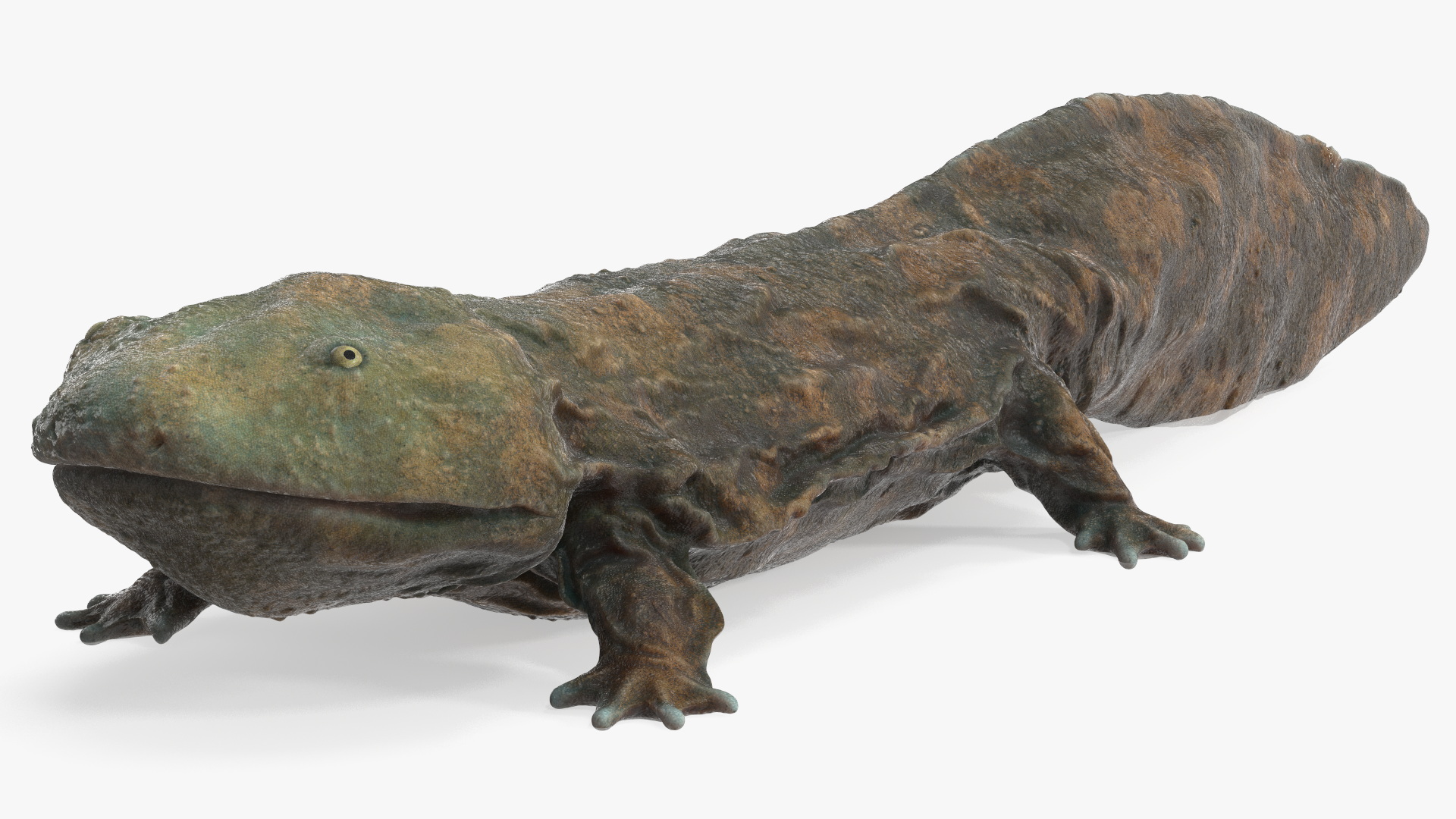 3D model Aquatic Salamander Light Wet Rigged