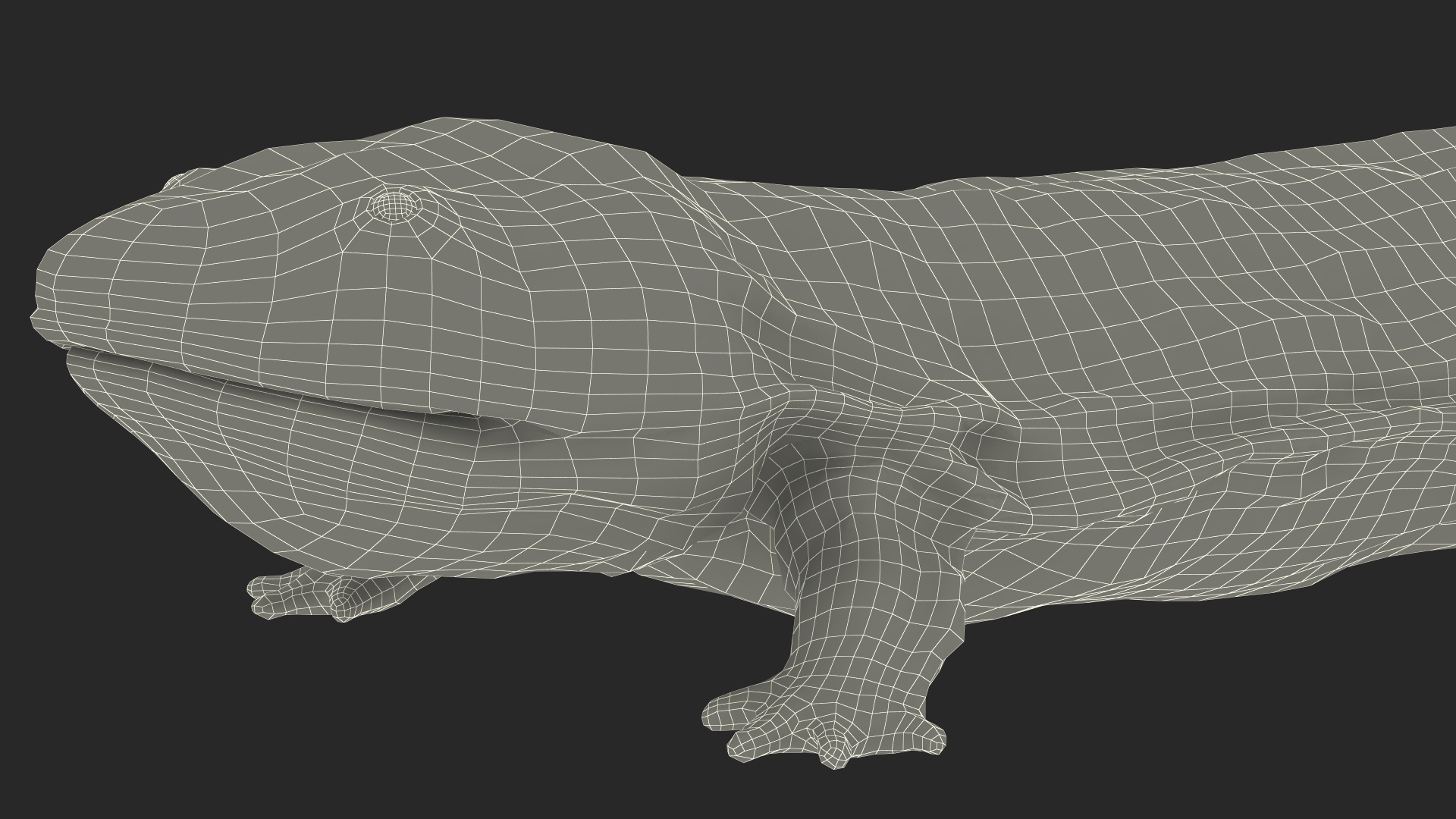 3D model Aquatic Salamander Light Wet Rigged