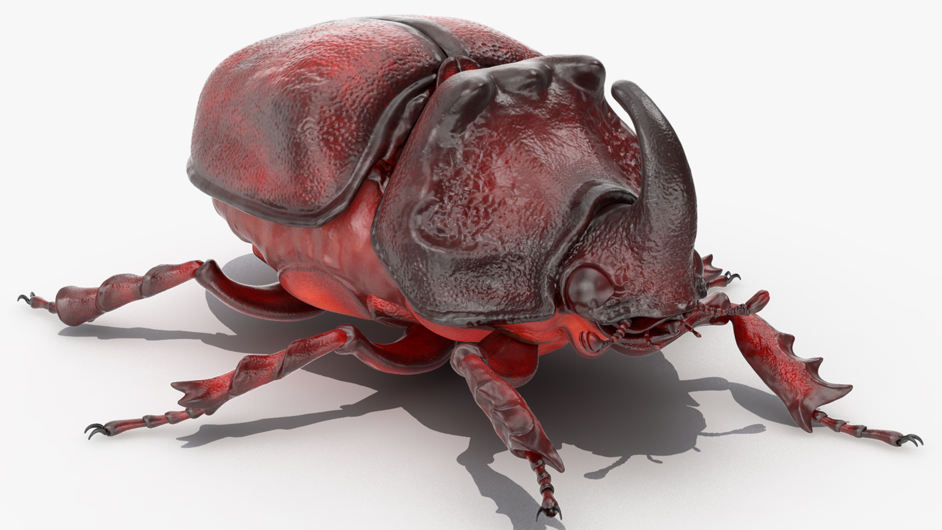 3D model Oryctes Nasicornis Rhinoceros Beetle Standing