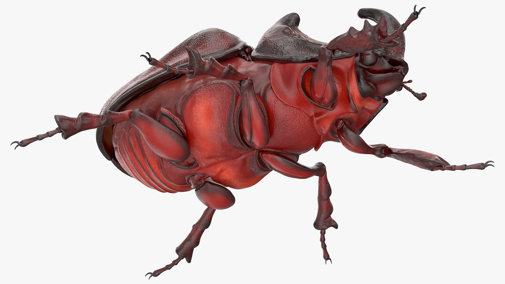 3D model Oryctes Nasicornis Rhinoceros Beetle Standing