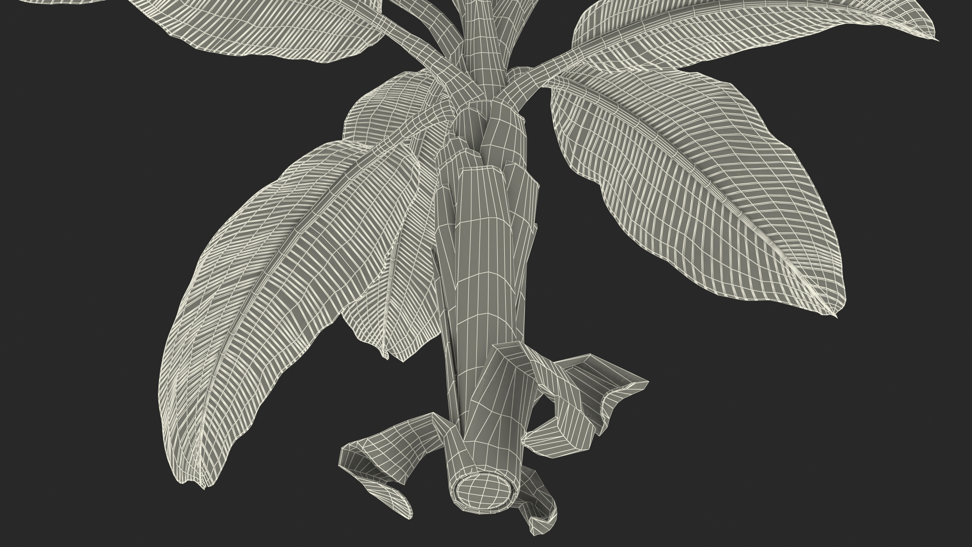 Young Banana Tree 3D