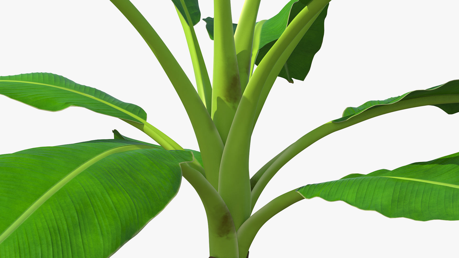 Young Banana Tree 3D