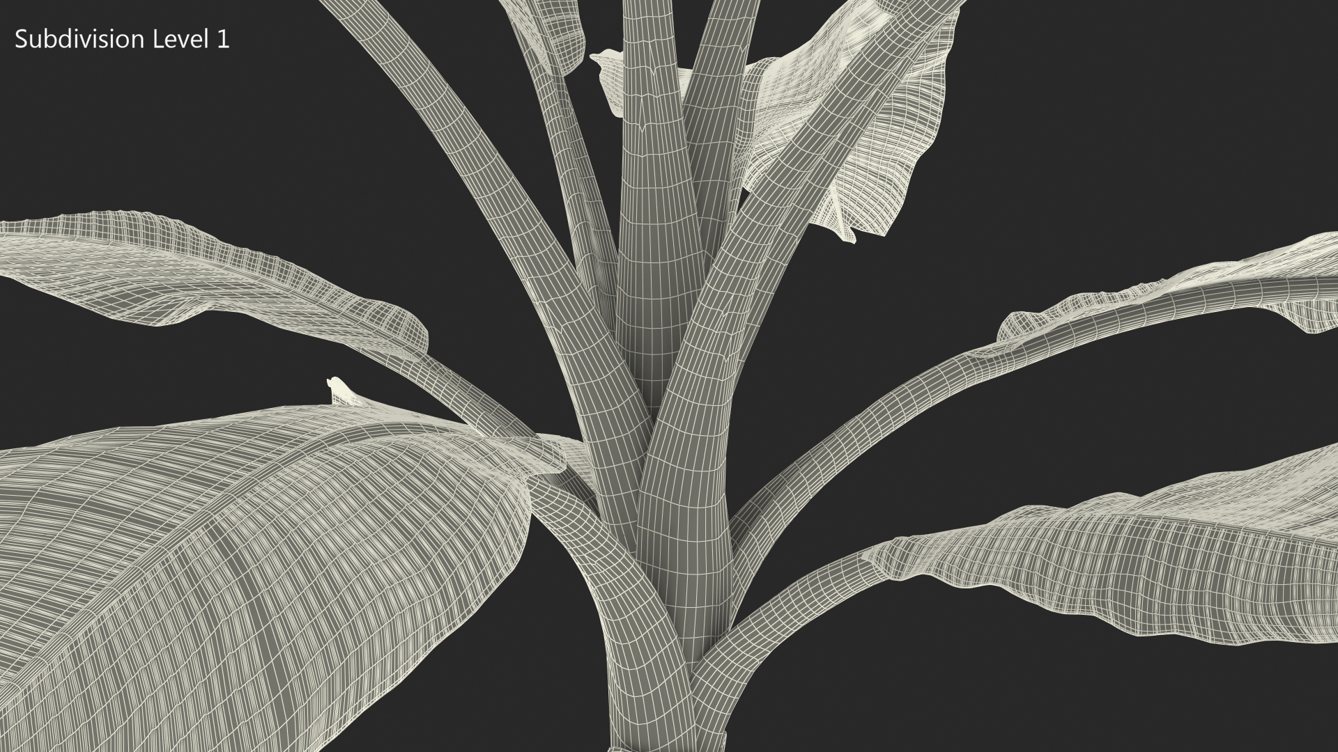 Young Banana Tree 3D