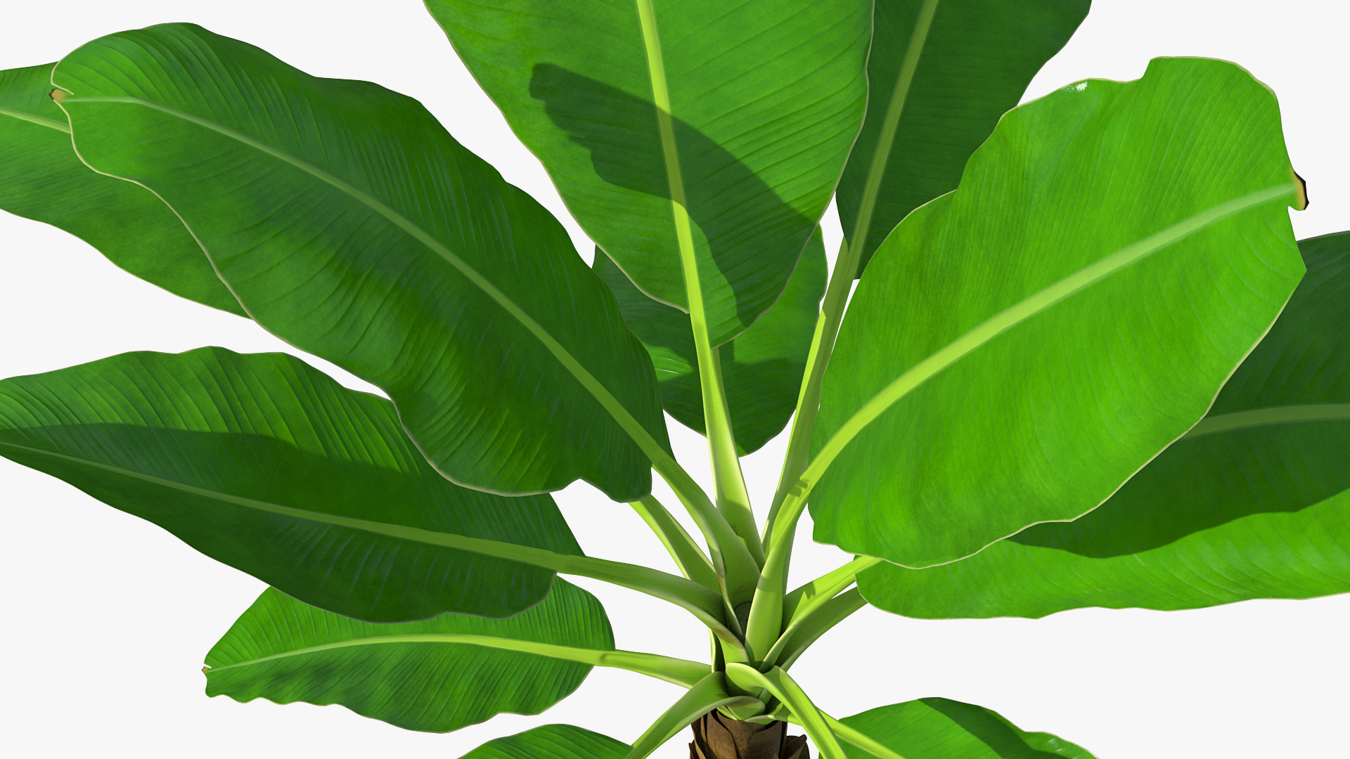 Young Banana Tree 3D