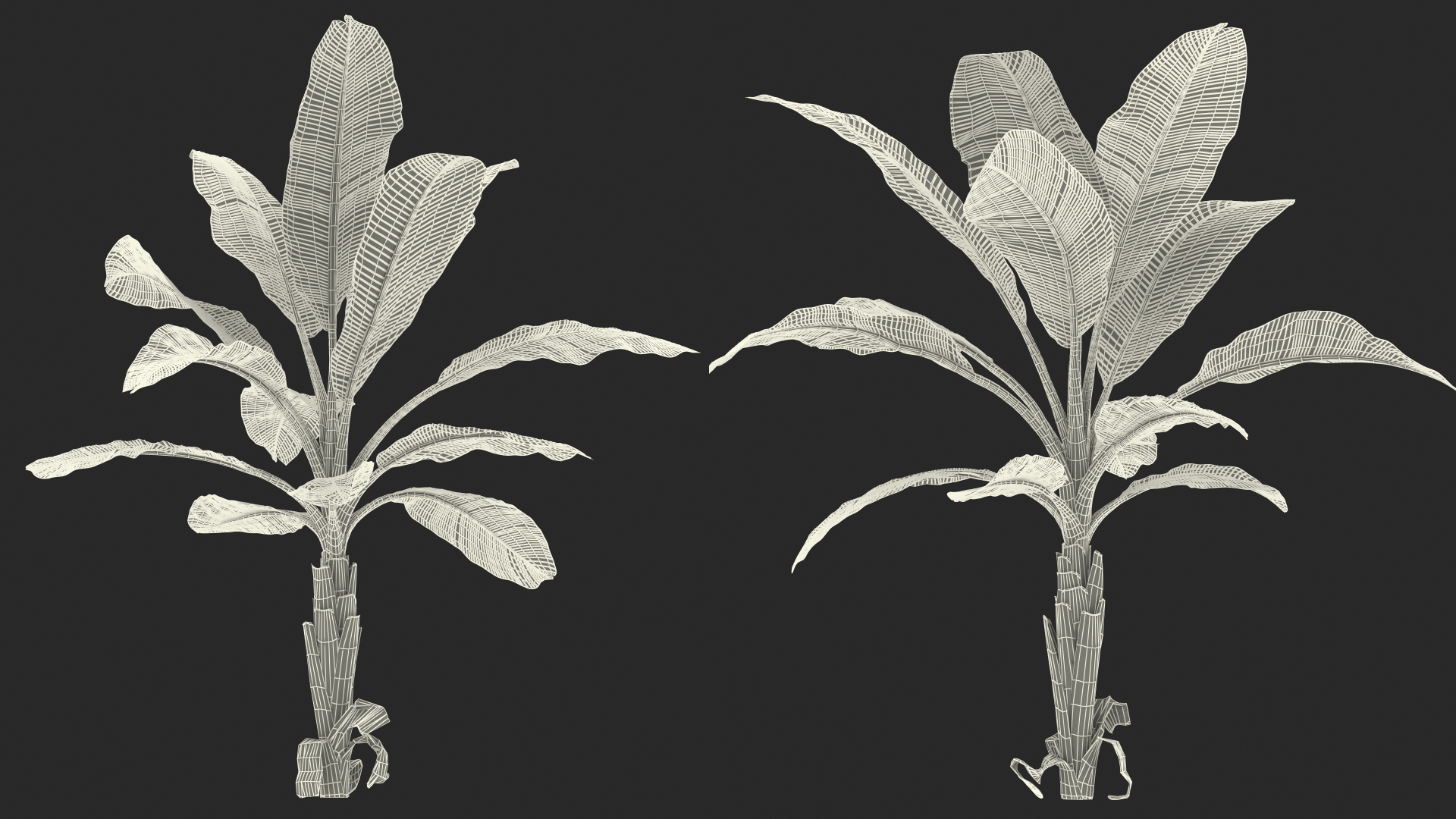 Young Banana Tree 3D