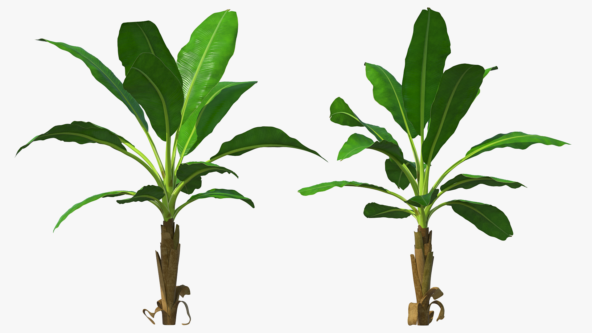 Young Banana Tree 3D