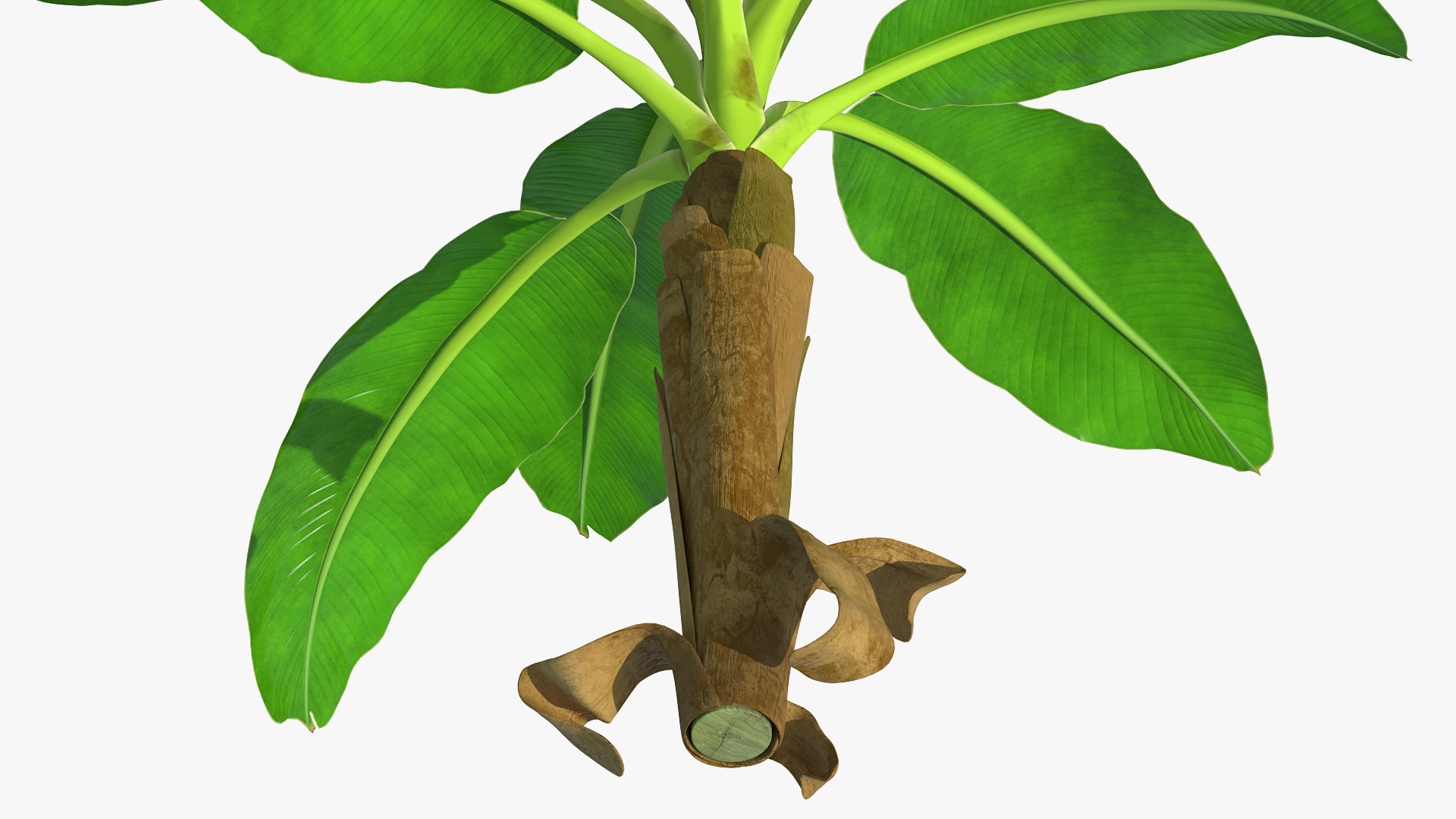 Young Banana Tree 3D