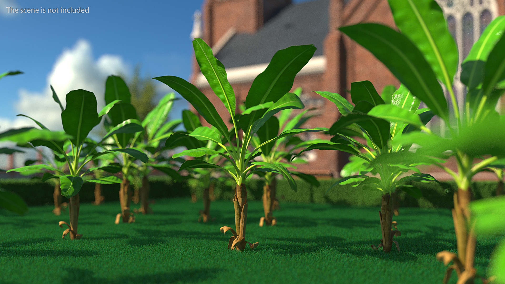 Young Banana Tree 3D