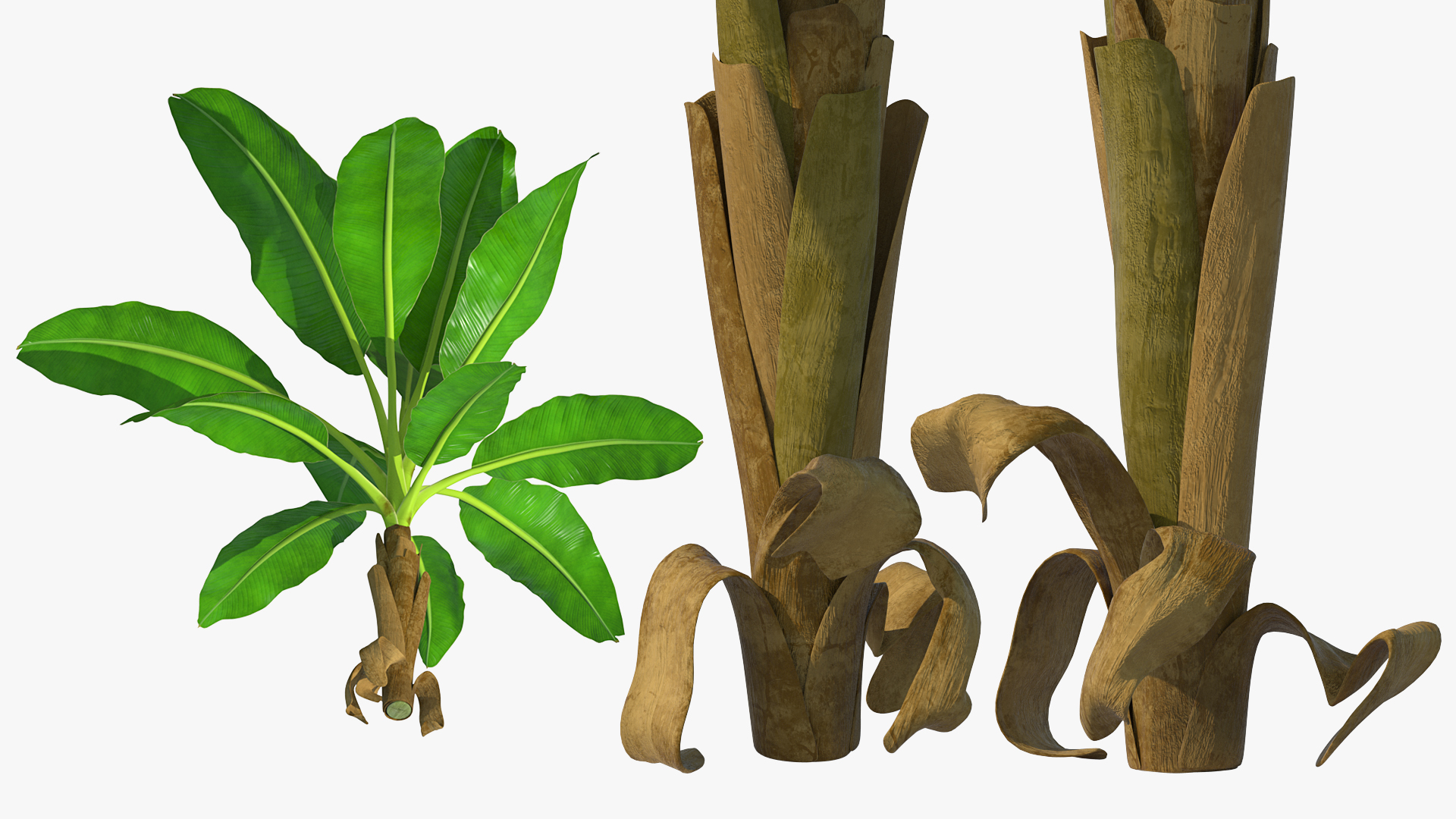 Young Banana Tree 3D