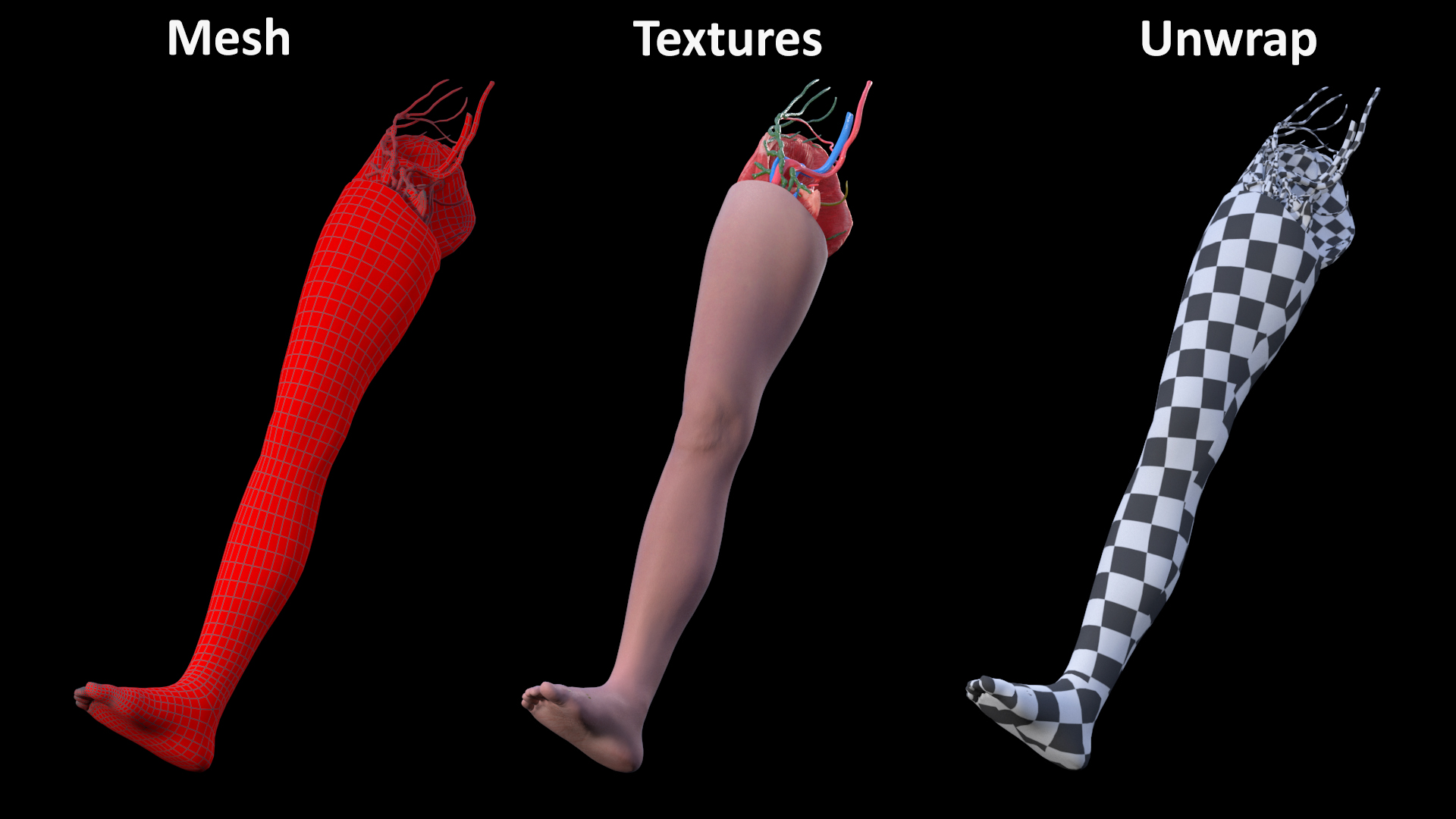 3D Leg Skin and Anatomy Asian Female model