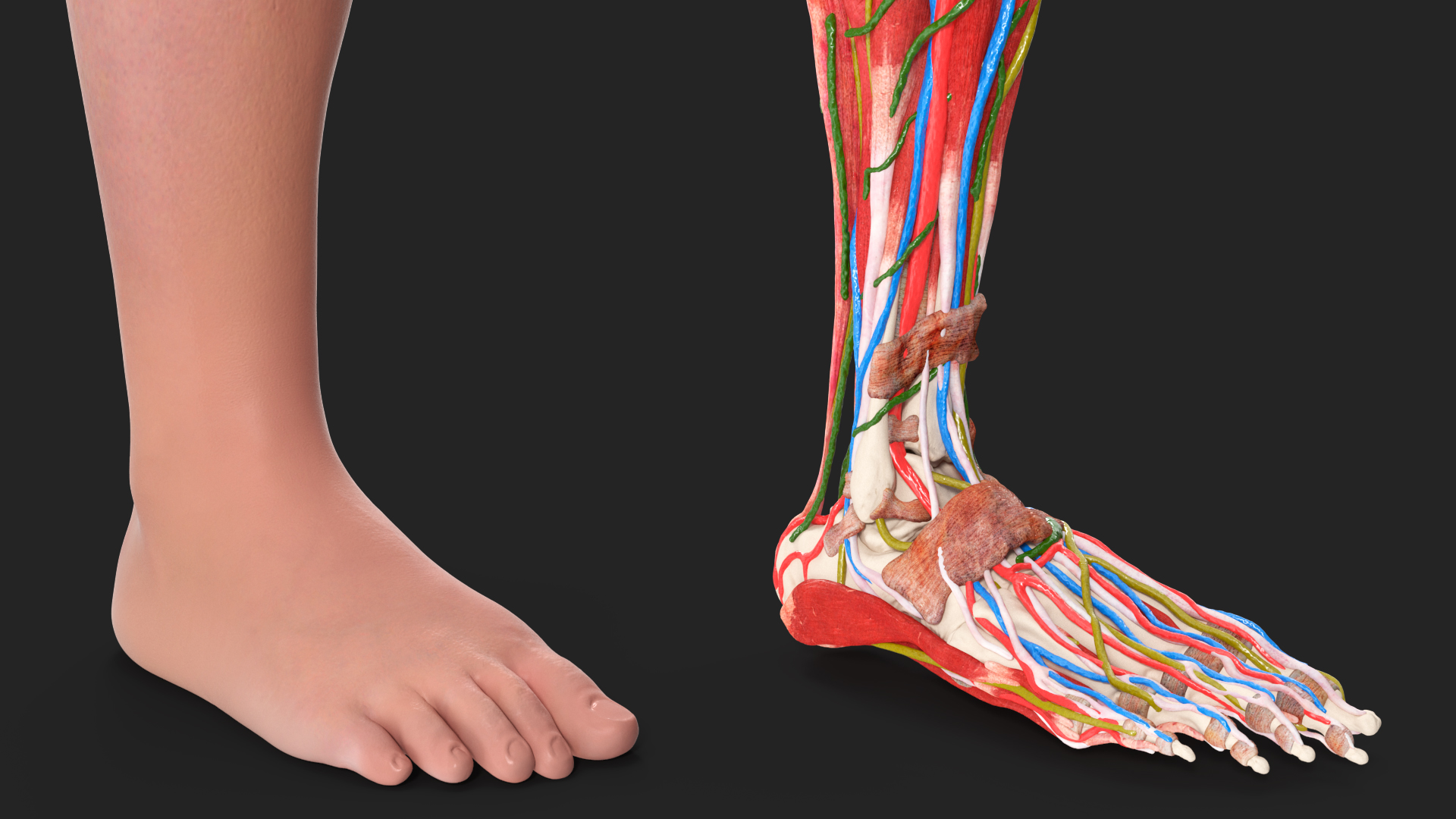 3D Leg Skin and Anatomy Asian Female model