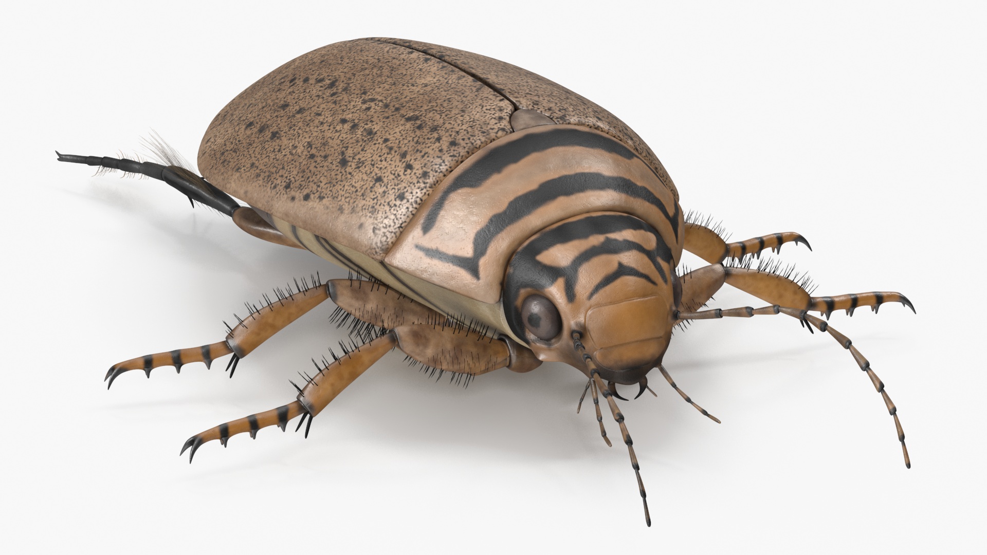 3D Water Beetle Beige model