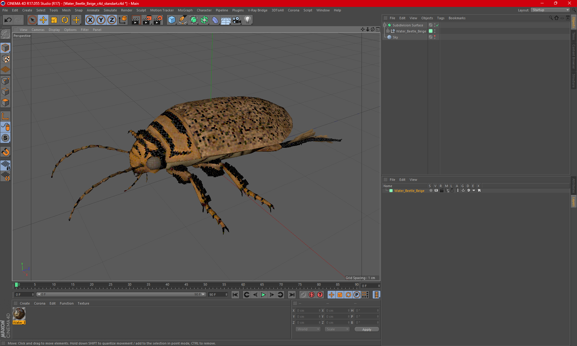 3D Water Beetle Beige model