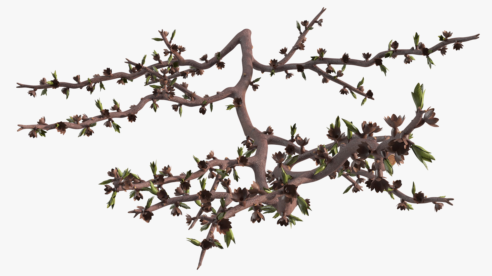 Naked Tree Branch 3D