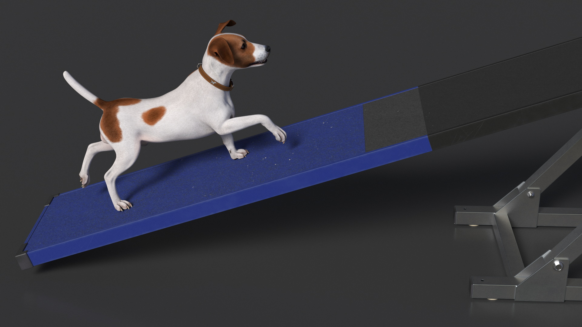 3D Dog Agility Seesaw and Jack Russell Terrier model