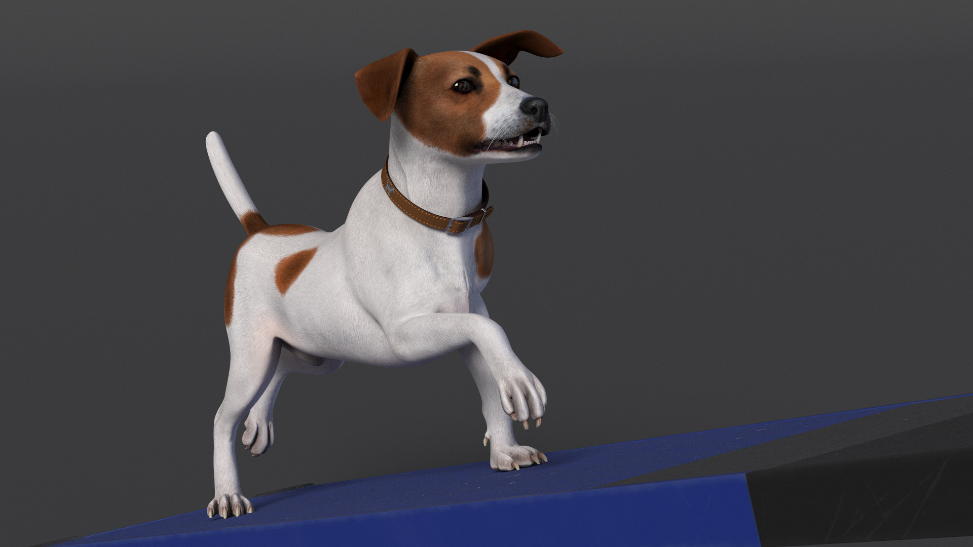 3D Dog Agility Seesaw and Jack Russell Terrier model