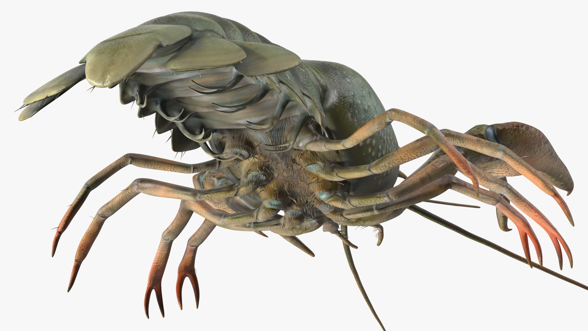 3D Crayfish Grey model