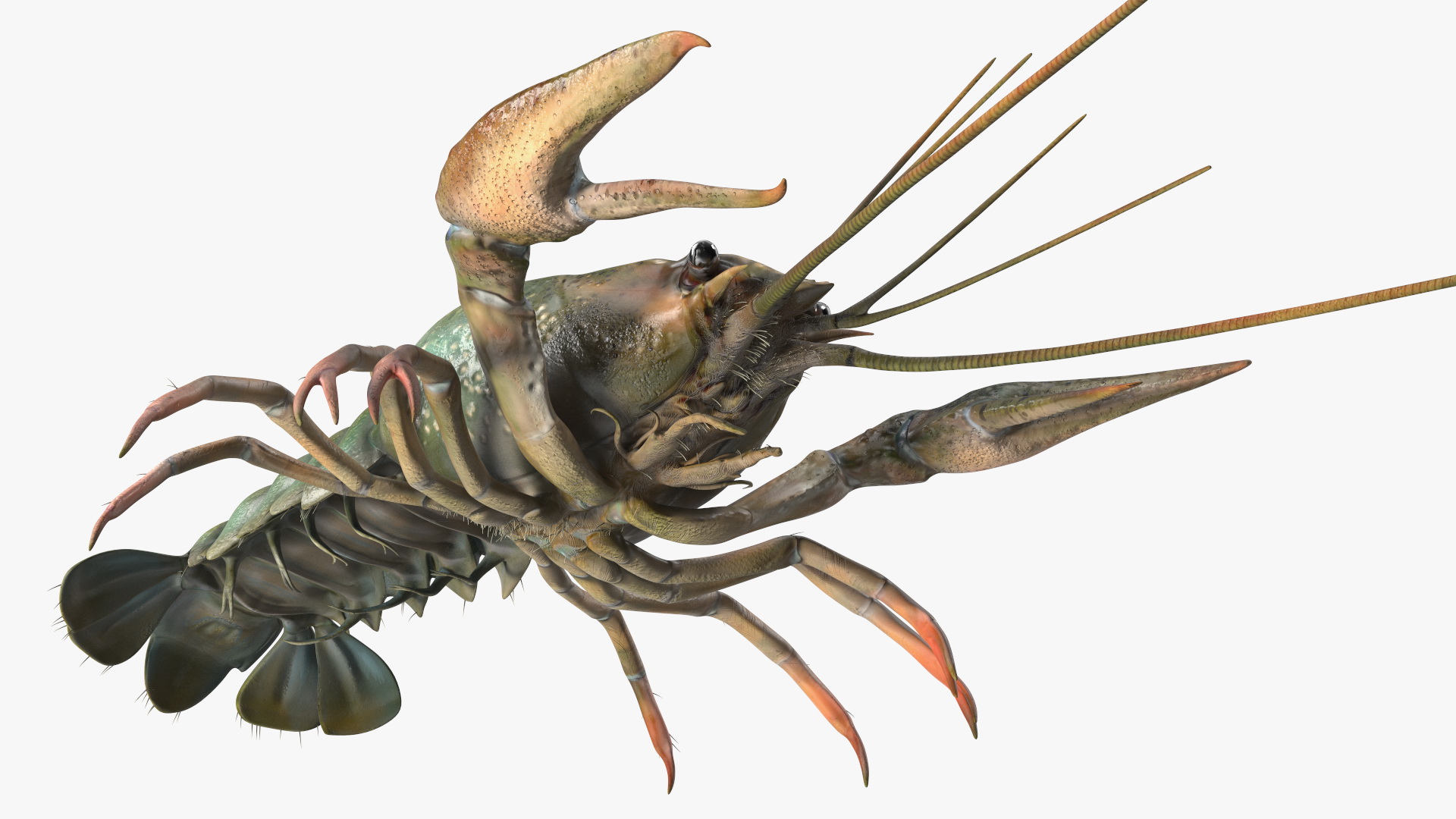 3D Crayfish Grey model