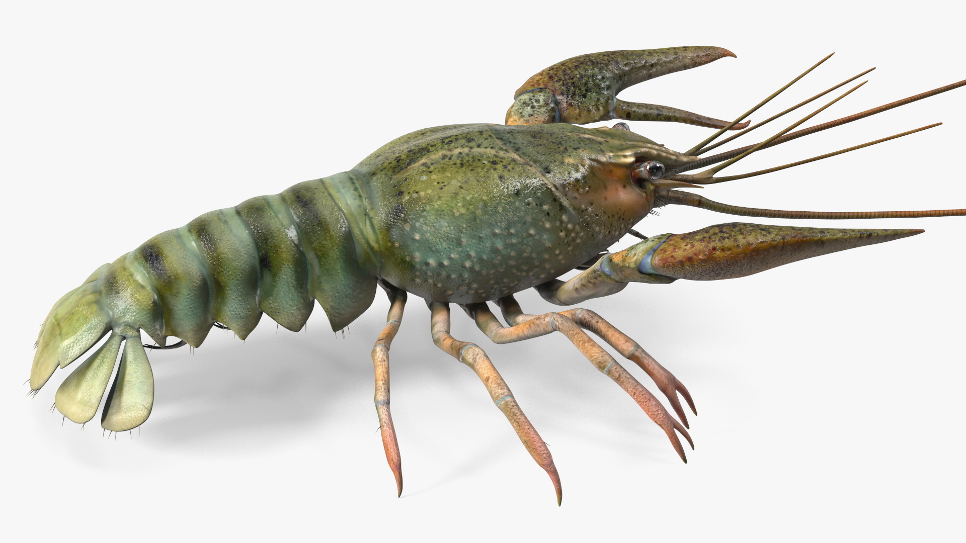 3D Crayfish Grey model