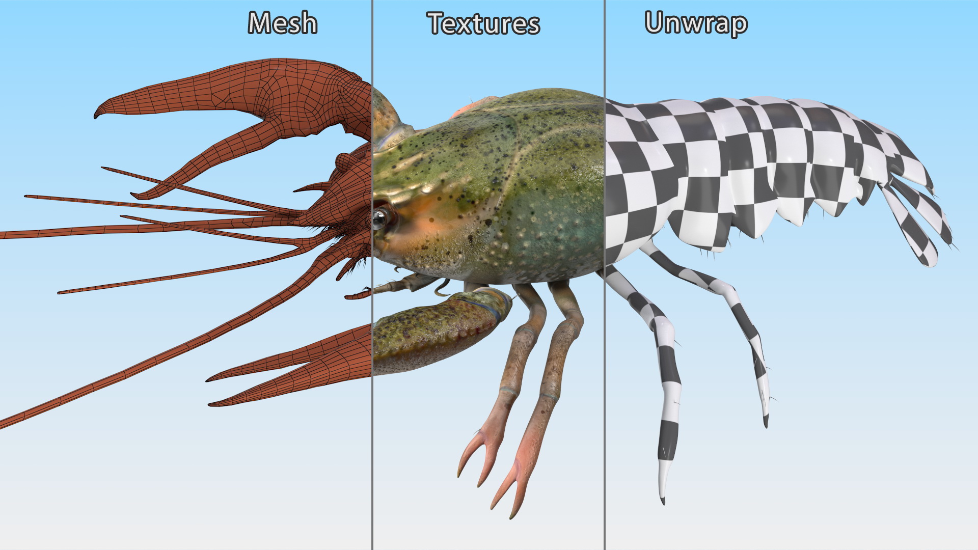 3D Crayfish Grey model