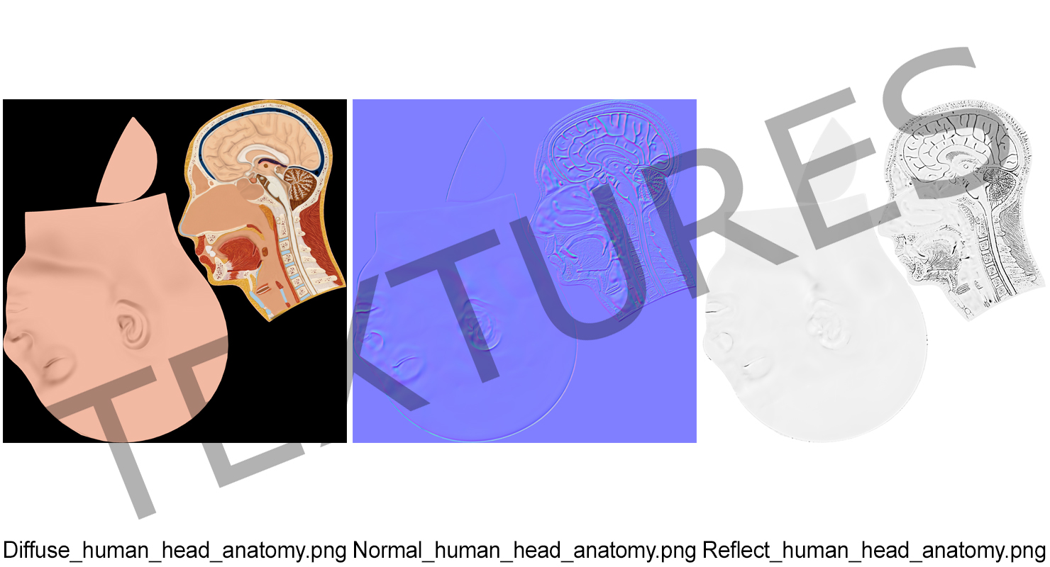 3D model Section Of Human Head Anatomy Model