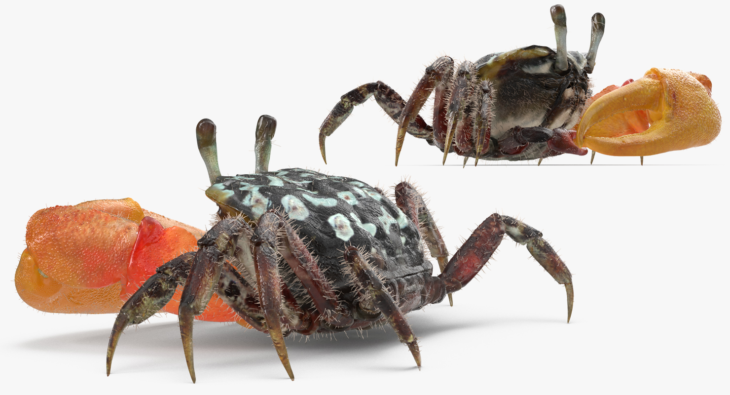 Fiddler Crab Sitting Pose with Fur 3D model