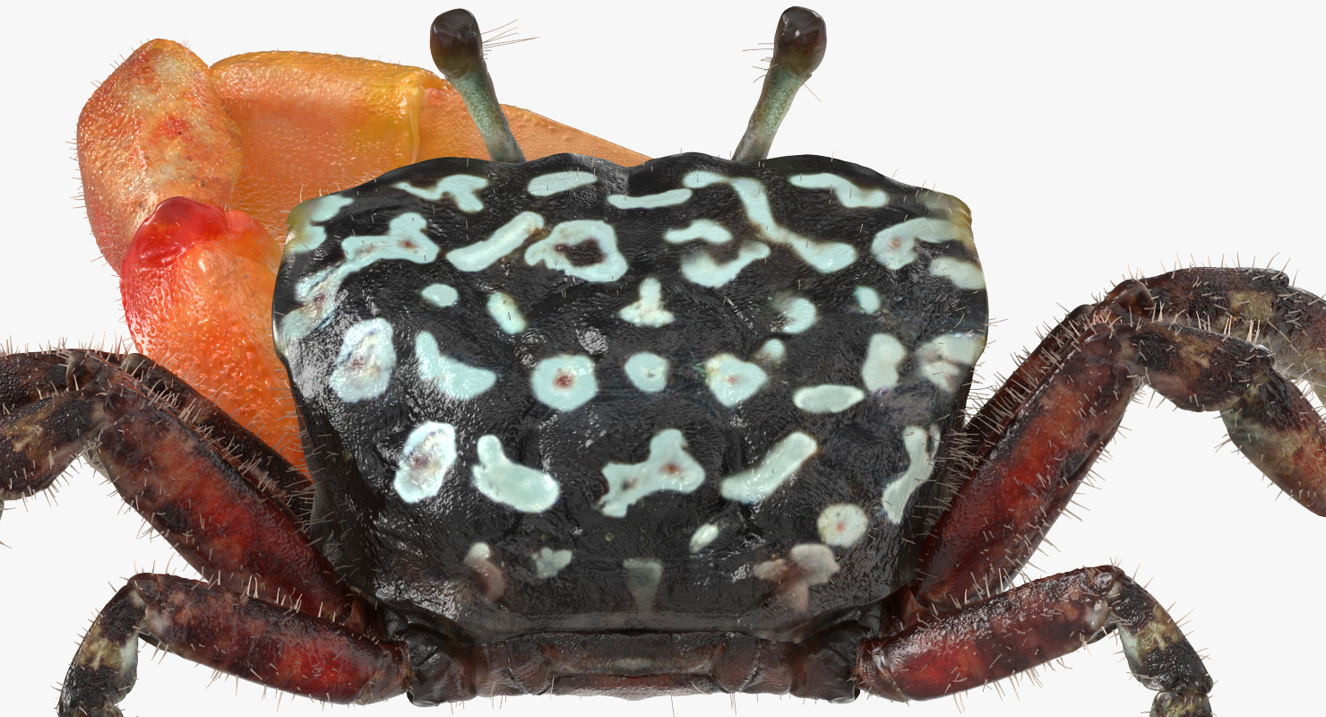 Fiddler Crab Sitting Pose with Fur 3D model