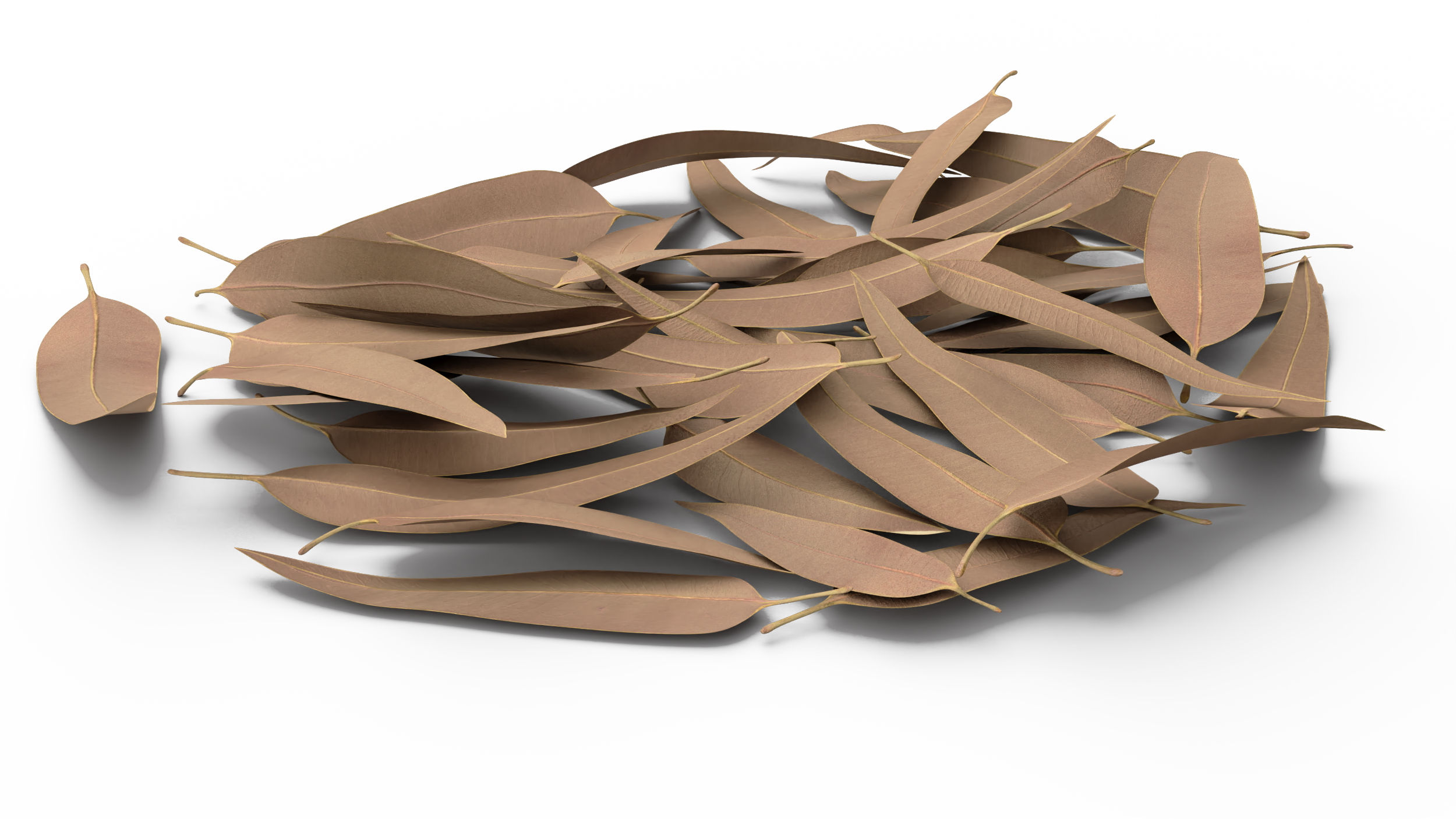 Heap of Dry Eucalyptus Leaves 3D model