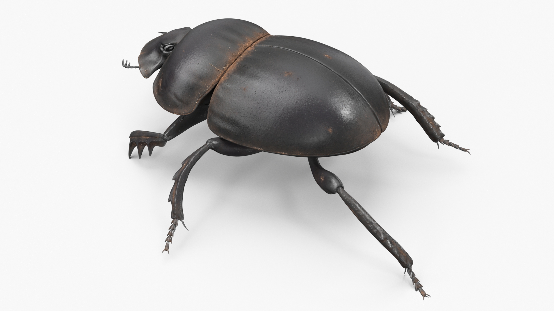 3D model Dung Beetle Crawling Dirt