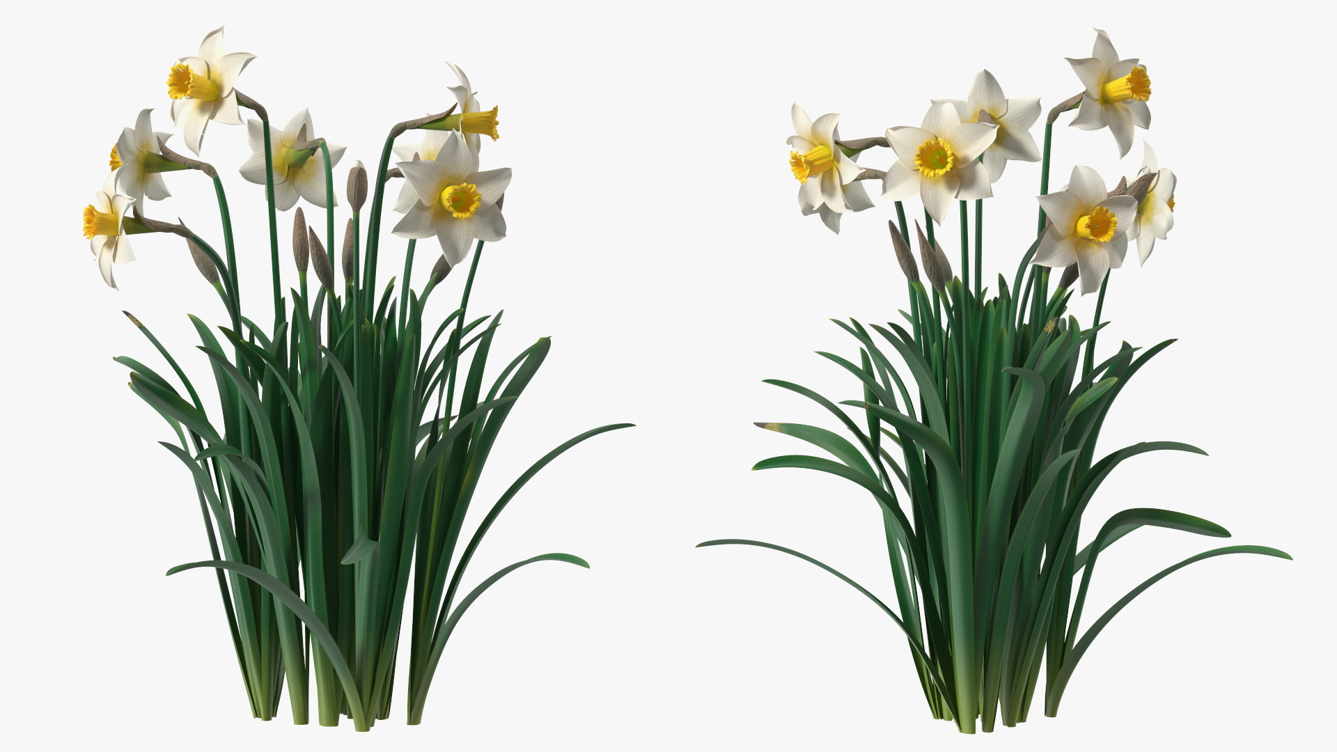 3D model Narcissus Flowers Growing