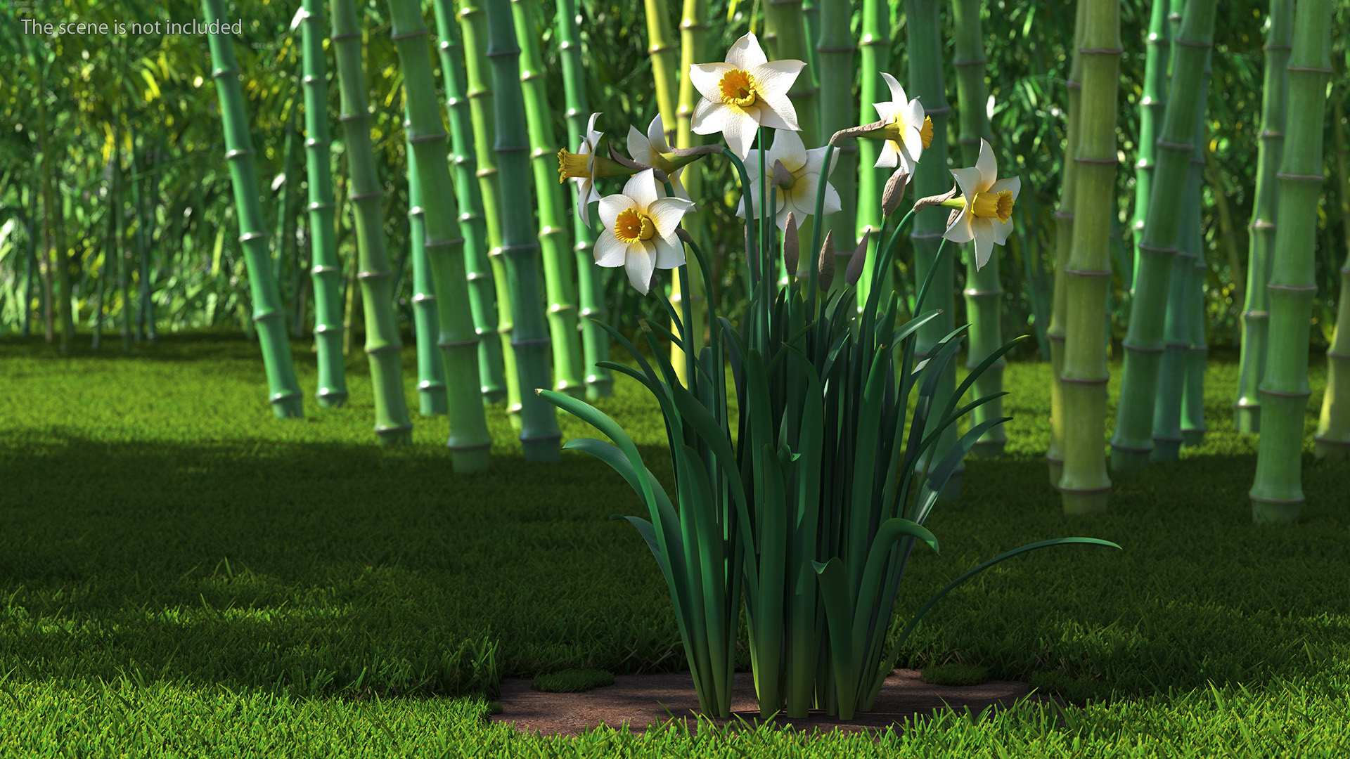 3D model Narcissus Flowers Growing