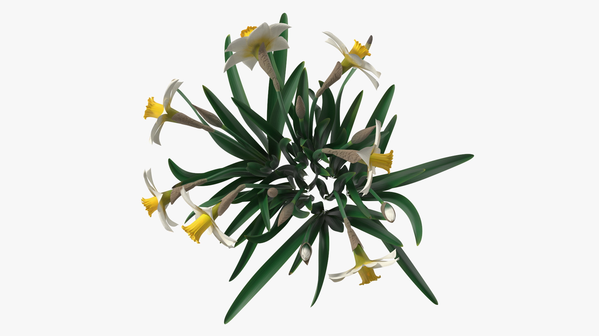 3D model Narcissus Flowers Growing