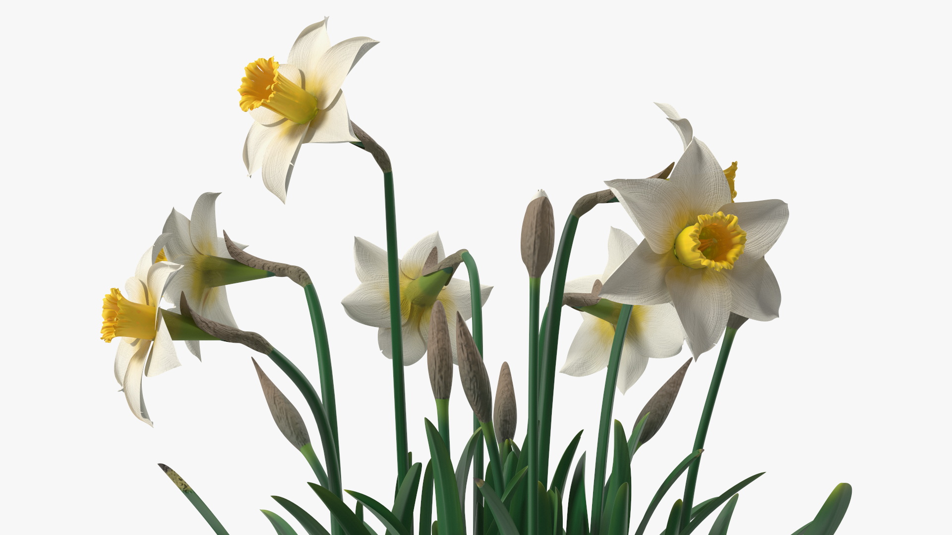 3D model Narcissus Flowers Growing