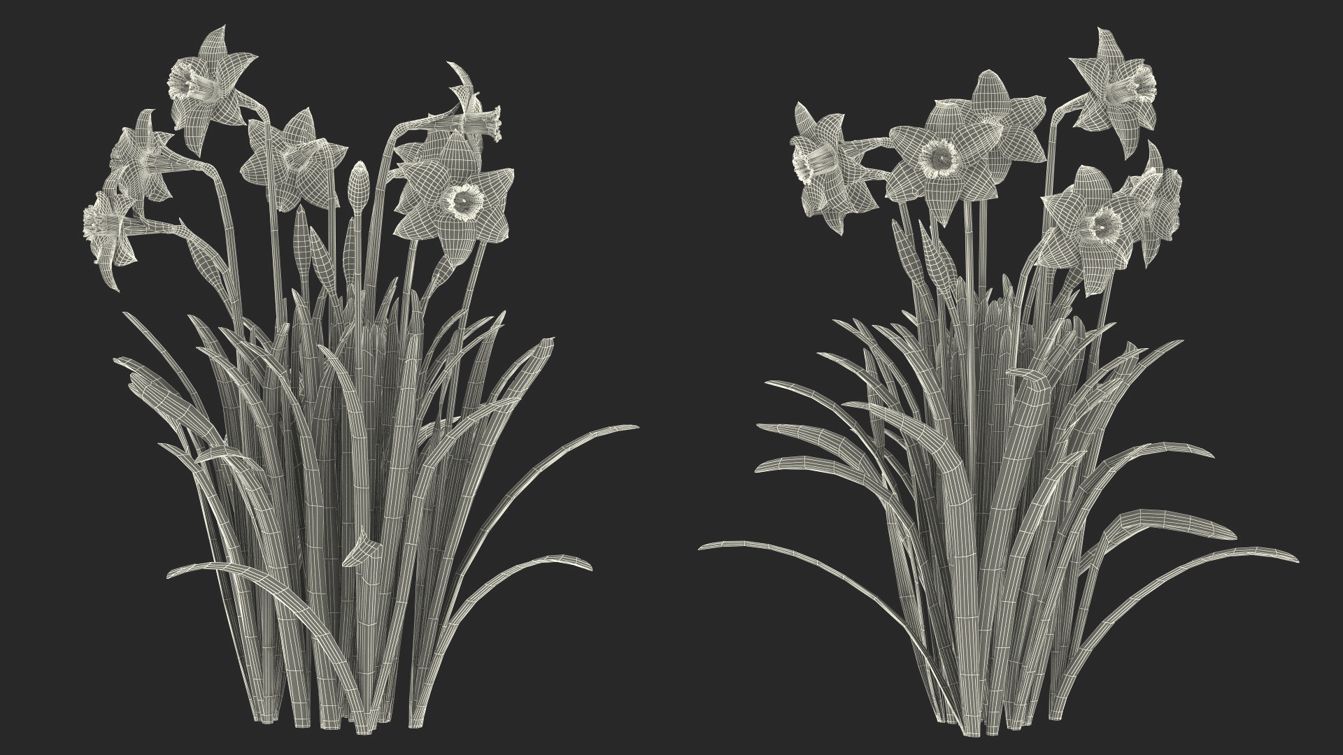 3D model Narcissus Flowers Growing