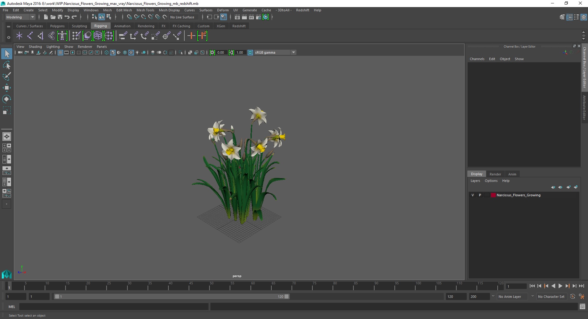 3D model Narcissus Flowers Growing