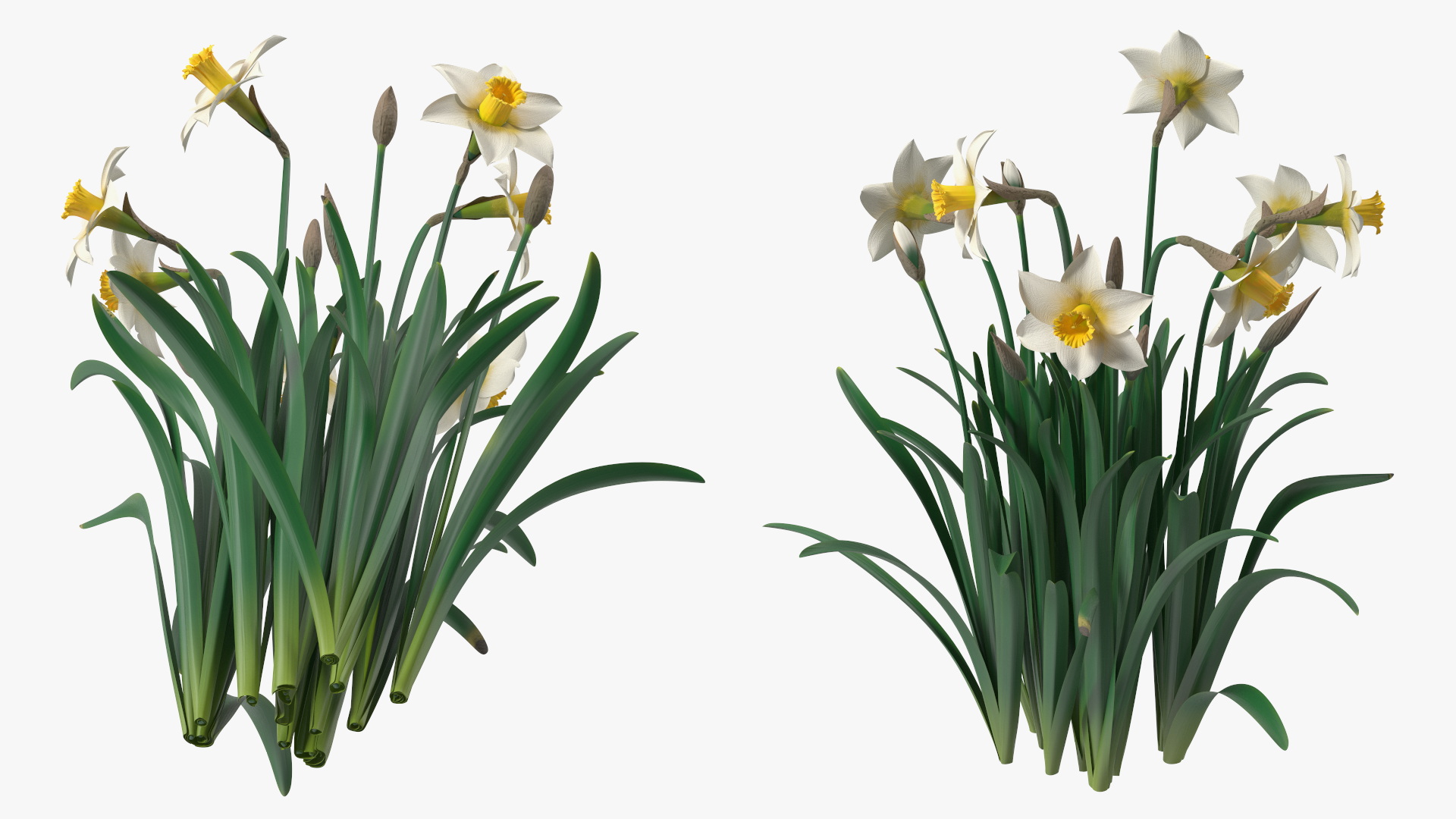 3D model Narcissus Flowers Growing