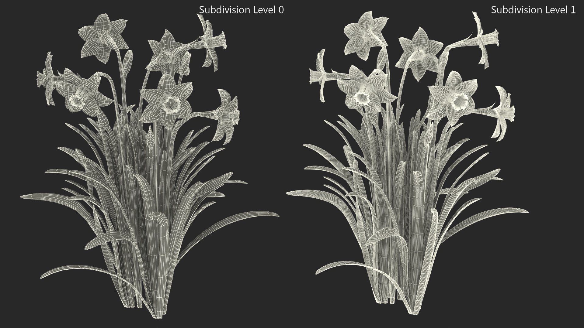 3D model Narcissus Flowers Growing