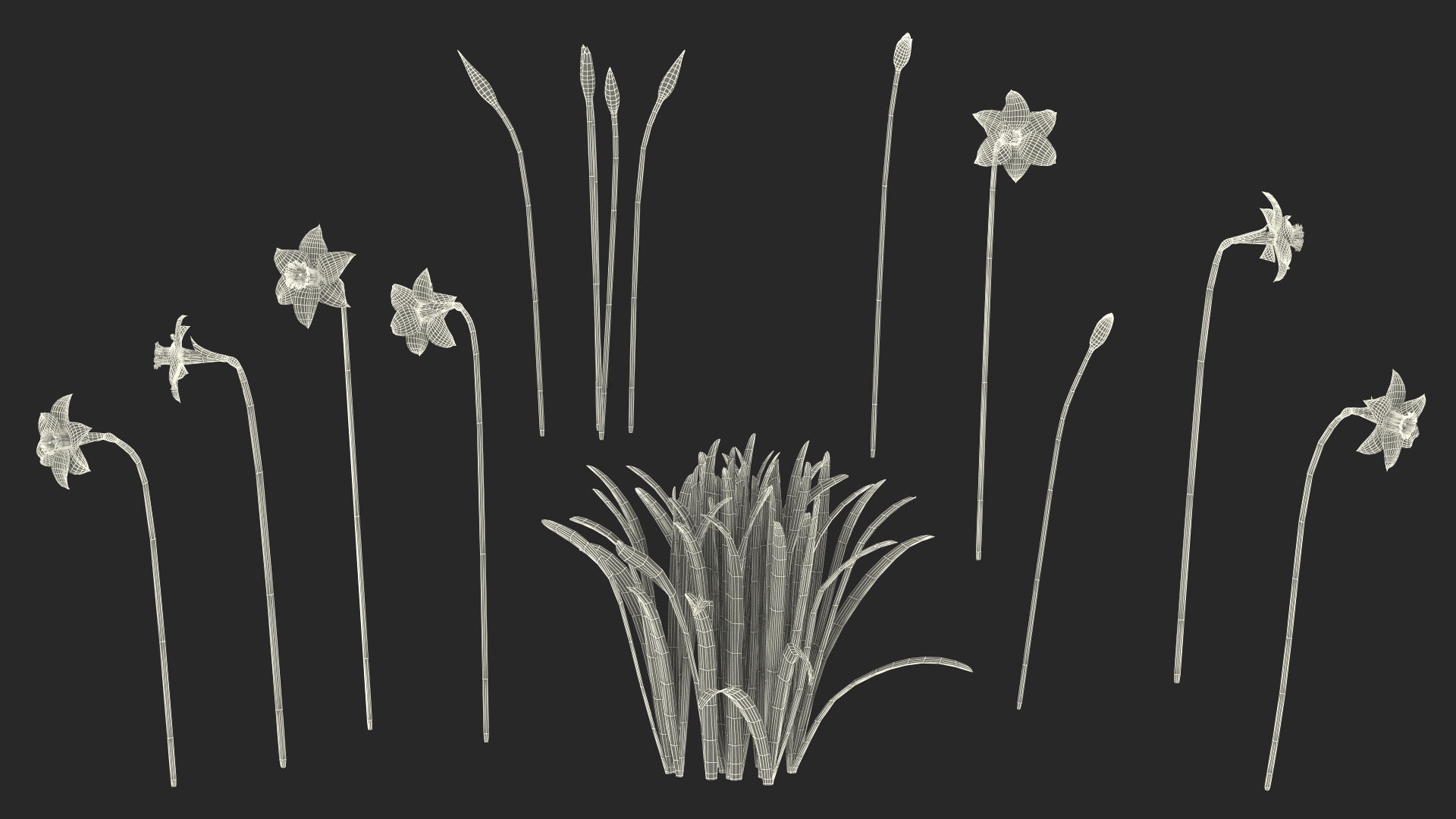 3D model Narcissus Flowers Growing