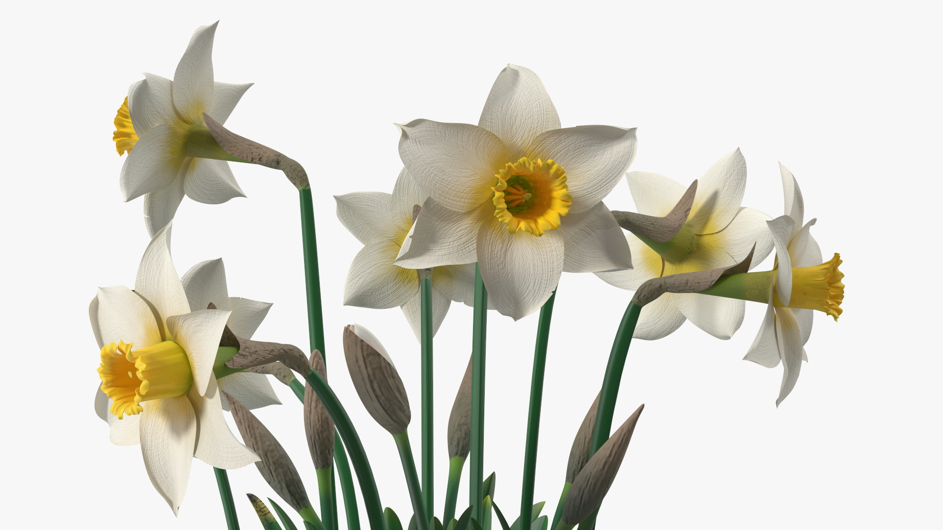 3D model Narcissus Flowers Growing