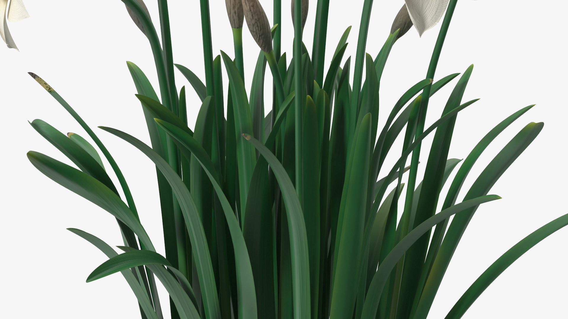 3D model Narcissus Flowers Growing