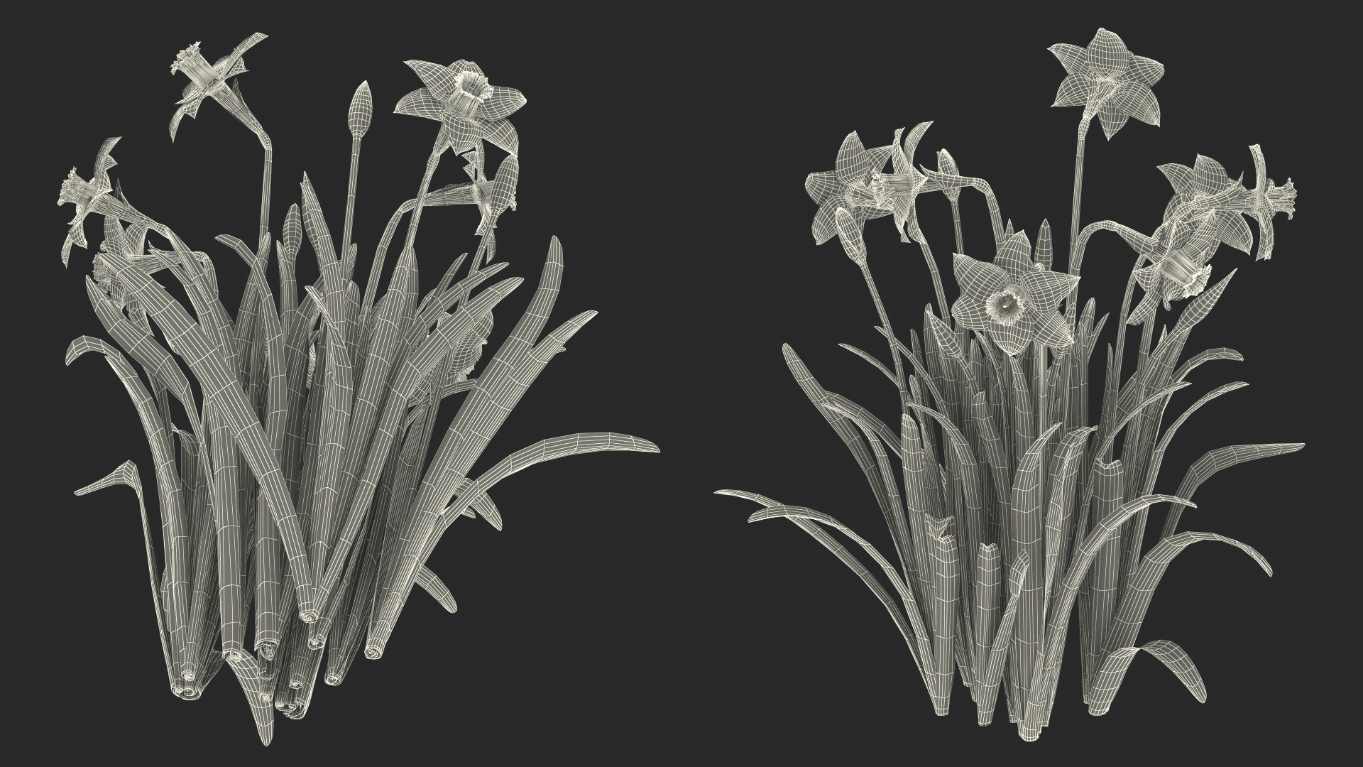 3D model Narcissus Flowers Growing